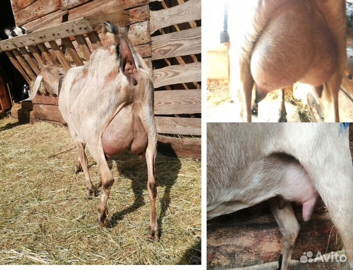 Англо -нубийская коза 100