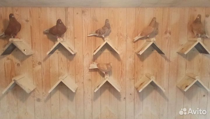 Продажа голубей