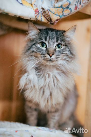 Кот Тюбик 3 года в добрые руки