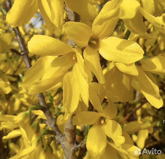 Дерен, Форзиция, Бересклет