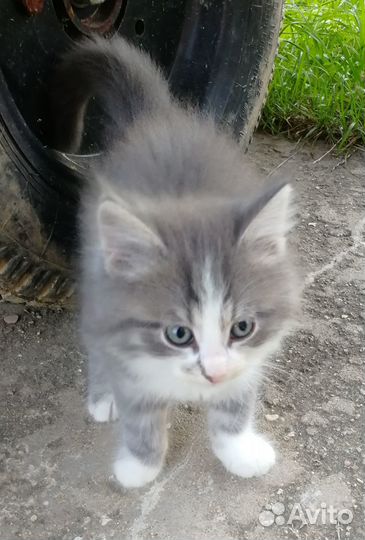 Чудесные котятки в добрые руки бесплатно