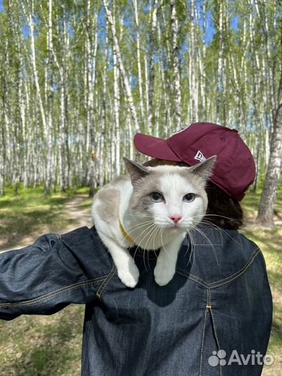 Шикарный кот для вязки