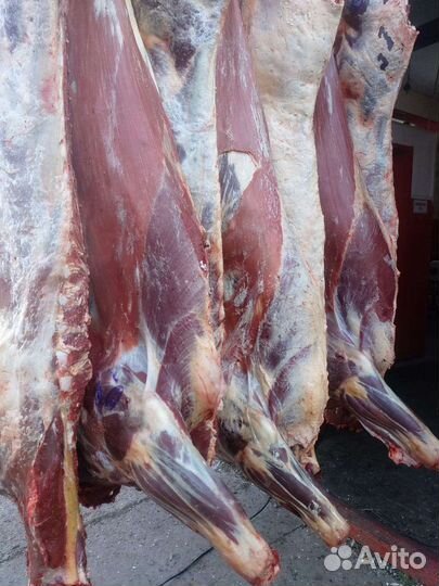 Мясо говядины