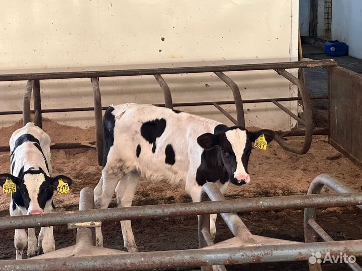 Поместные Абердины