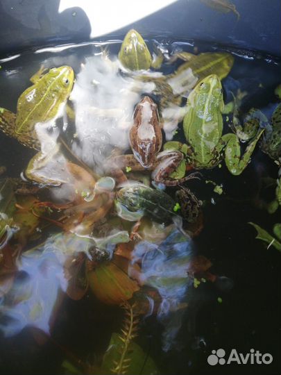 Лягушки прудовые (Rana lessonae)