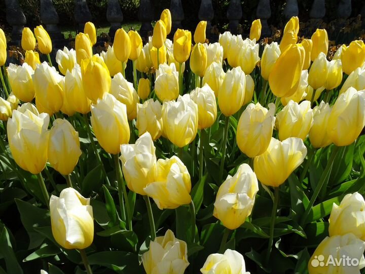 Луковицы тюльпанов для озеленения