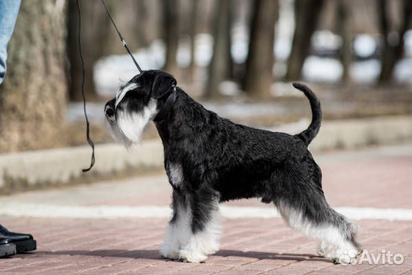 Щенки цвергшнауцера черного с серебром окраса