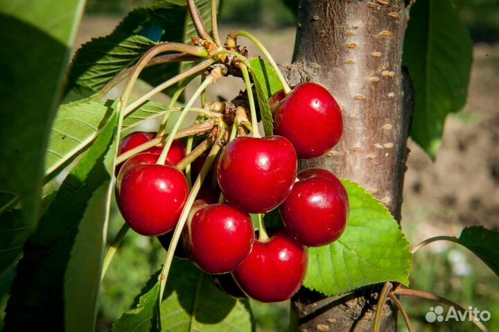 Саженцы черешни Свитхарт