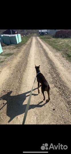 Ищем жениха