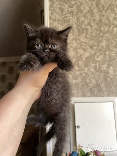 Котята девочки в добрые руки приучены к лотку