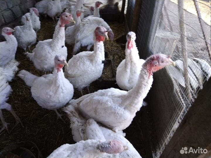 Индюки домашние