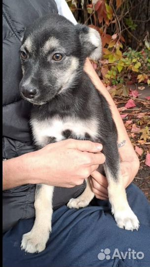 Щенок мальчик окрас как у овчарочки ищем дом