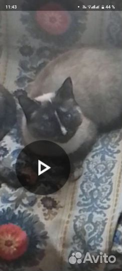 Потерялись кошки