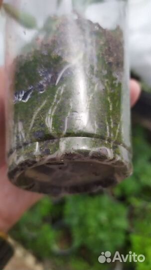 Рассада томатов коллекционные