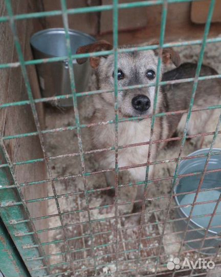 Куколка ждет своего человека