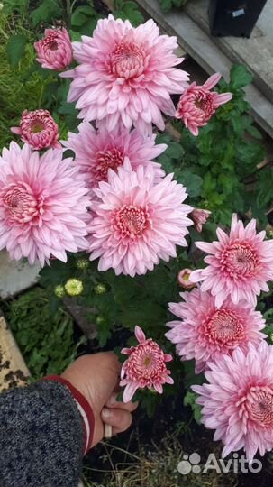 Хризантемы