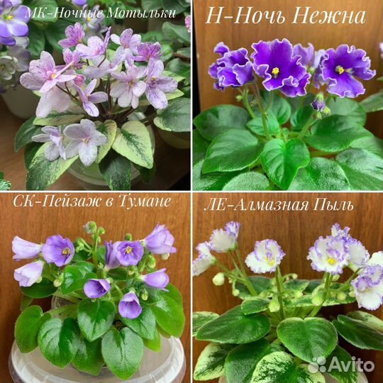 Фиалки мини