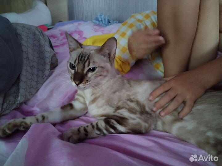 Бенгальский кот в добрые руки