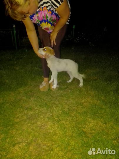 Щенок в добрые руки бесплатно