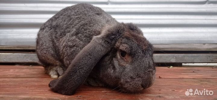 Кролик самец