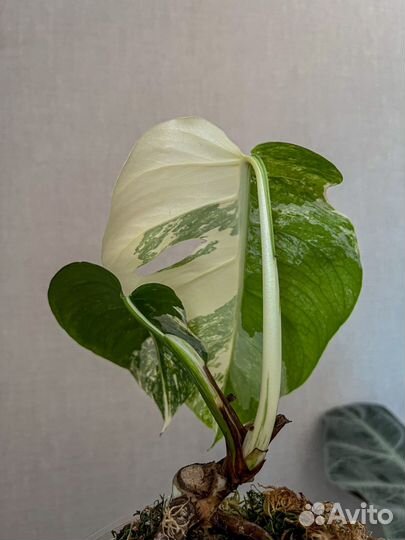 Монстера Альба
