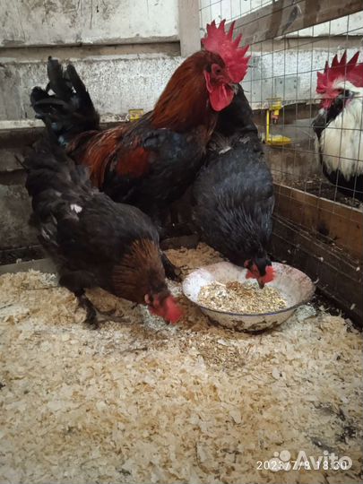 Петухи. Шелковый и цыплята. Семья маранов