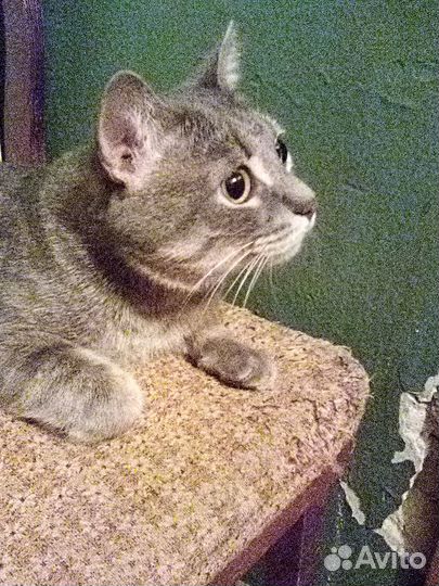 Барсюше очень нужен дом