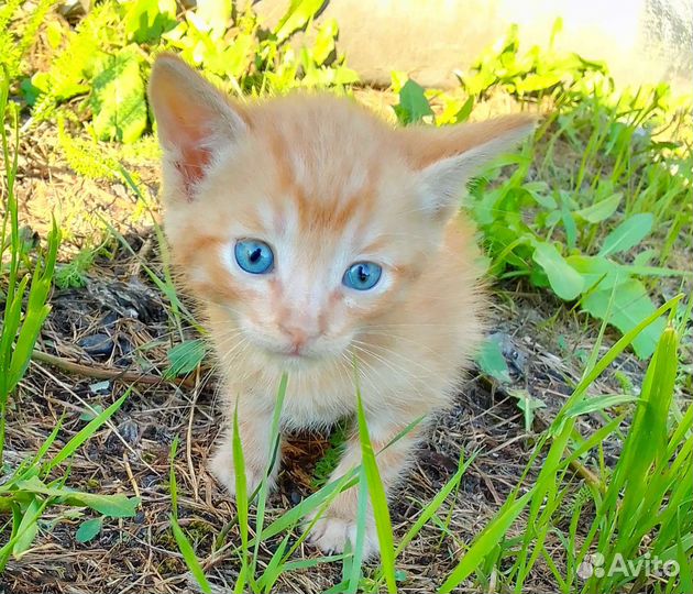 Не просто котятки