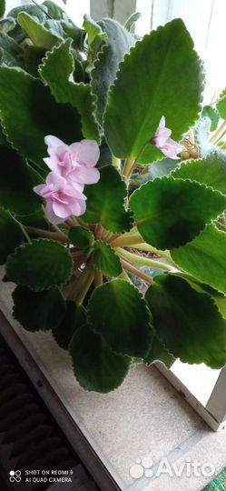 Хойя и другие