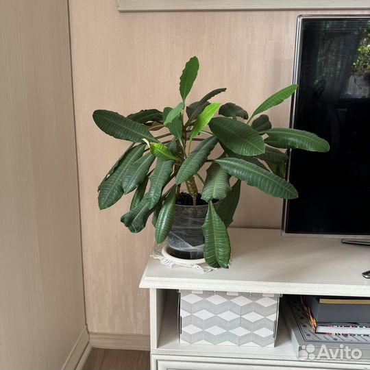 Молочай беложильчатый