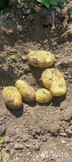 Домашний картофель