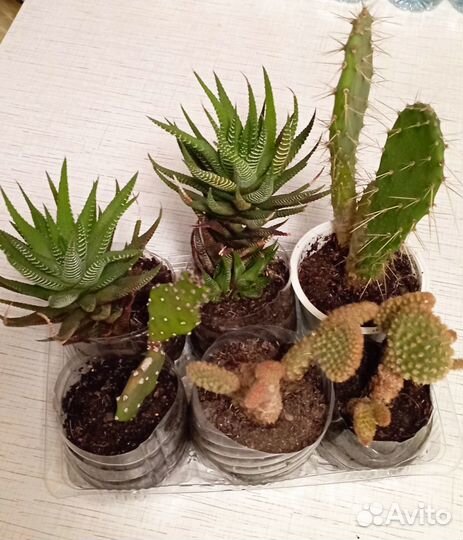 Цветущие кактусы,суккуленты.Обновляю