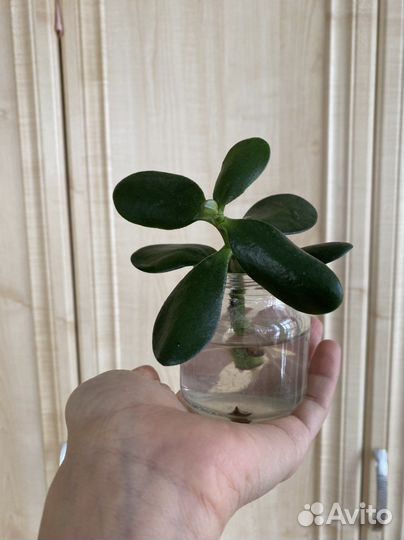 Толстянка денежное дерево