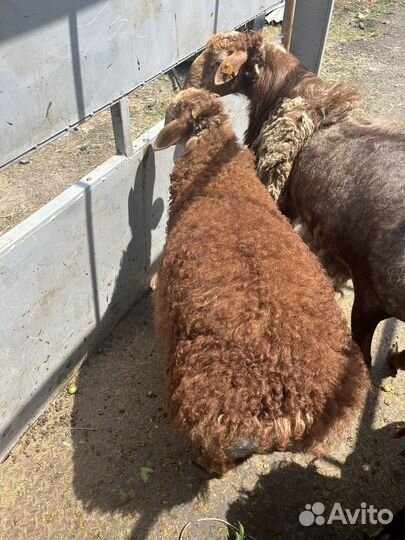Овцы бараны