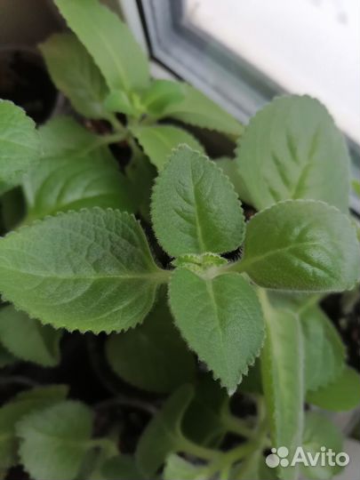 Домашняя мята