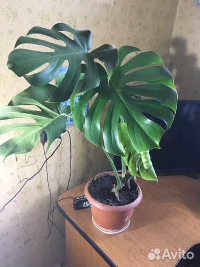 Комнатные цветы монстера