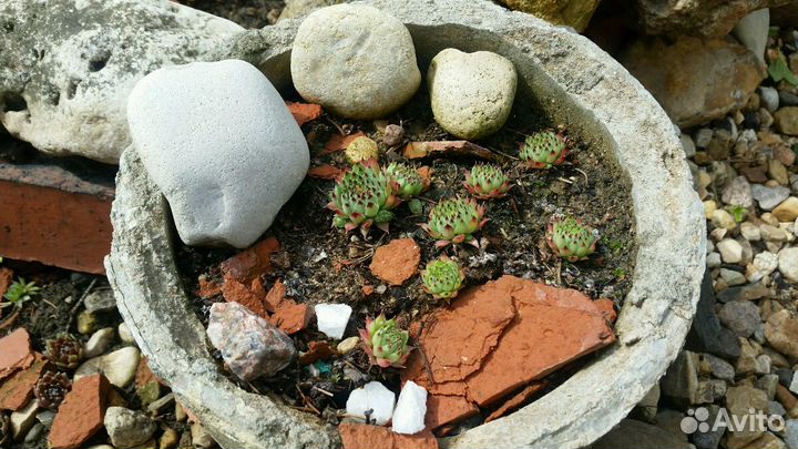 Молодило(каменная роза)