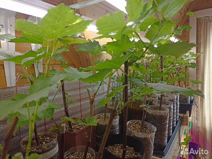 Саженцы винограда