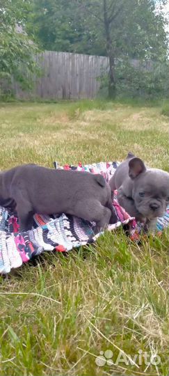 Французский бульдог голубой щенки