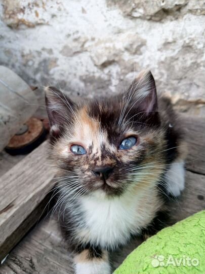 Супер котята в добрые руки