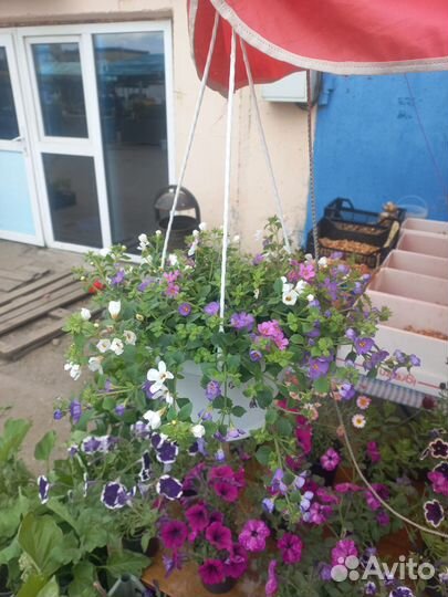 Петунья ампельная