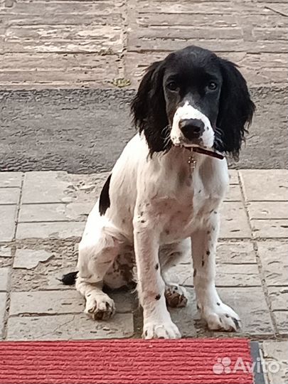 Русский спаниель
