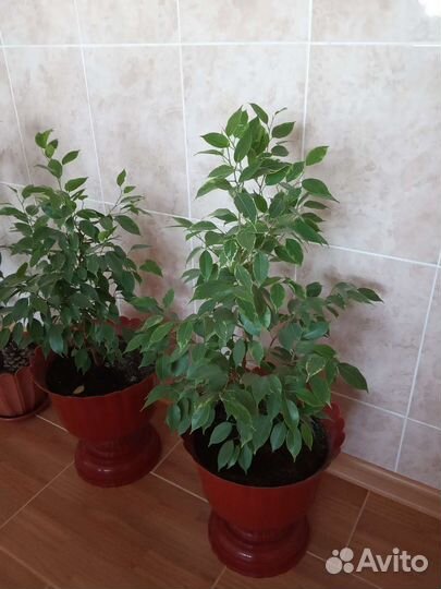 Фикус бенджамина