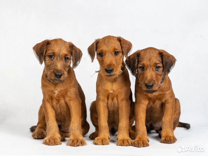 Терьерчик ирландский