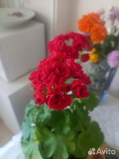 Пеларгония сортовая