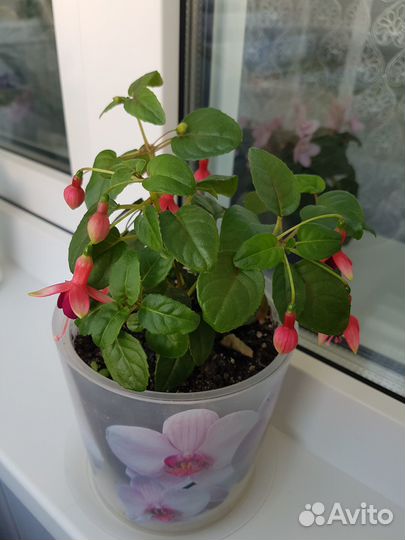 Домашние цветы