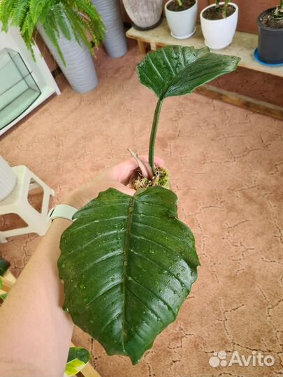 Филодендрон карамель марбл