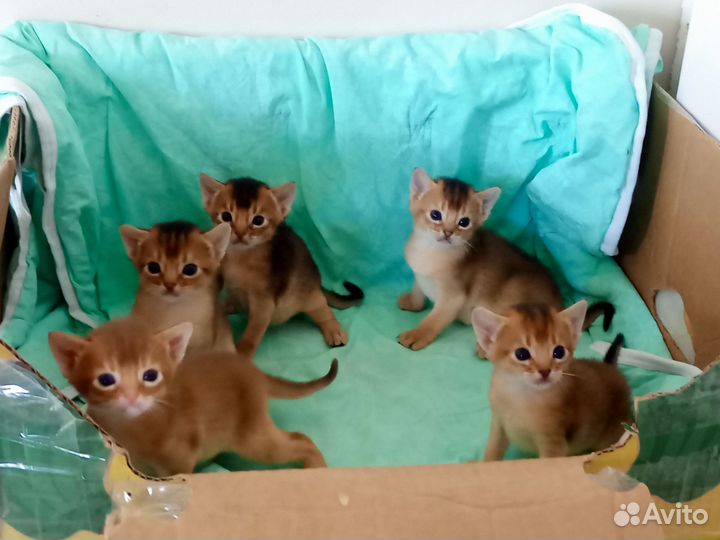 Абиссинская