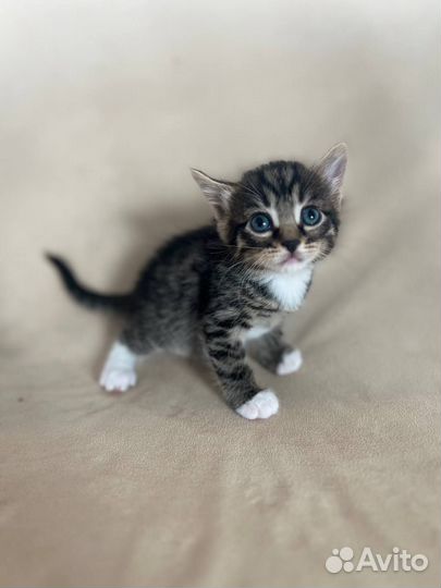 Отдам котят в добрые руки
