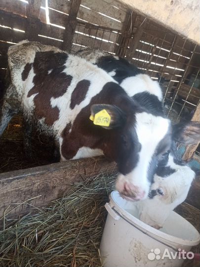 Бычки на откорм выпоенные